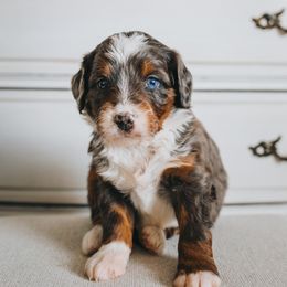 Bernedoodle Puppies from Barnyard 2 Backyard
