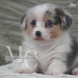 Bluie Merle M - Blue merle and white male American Corgi puppy in Straughn, Alabama from Magnolia Creek Corgis