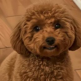 Cavachons, Cavalier King Charles Spaniels, Cavapoos, Cavapoochons, Goldendoodles, and Poodles from Ruby Heirloom Companions