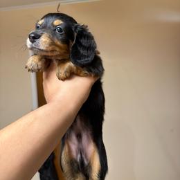 Rex - Chocolate and tan male Dachshund puppy in Tulsa, Oklahoma from Americas Wiener Farm