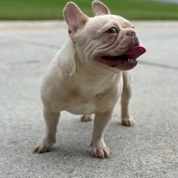 Ivy - French Bulldog