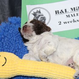 Lagotto Romagnolo Puppies from Royal and Loyal Lagotto Romagnolo