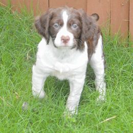 Brittany Puppies from Reas’s Brittany’s of middle Georgia