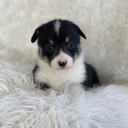 Hope - White and black female Pembroke Welsh Corgi puppy in Morton, Mississippi from Southern Magnolia Corgis
