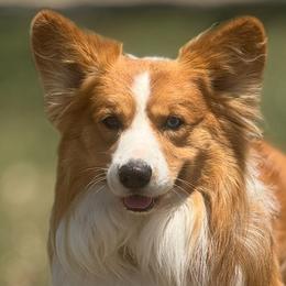 American Corgis and Pembroke Welsh Corgis from Rhettro Kennels
