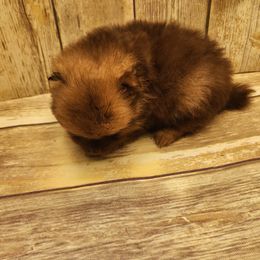 Amber - Chocolate sable female Pomeranian puppy in Alton, Missouri from Bat Cave Poms