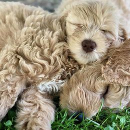 Goldendoodle Puppies from MaDoodles