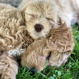 Goldendoodle Puppies from MaDoodles