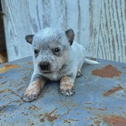 Boy 3 - Blue male Australian Cattle Dog puppy in Hurley, Virginia from BoardCamp Kennels-AKC Australian Cattle Dogs