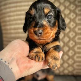 Black Boy - Black and tan male Dachshund puppy in North Port, Florida from Jessica Louise Dachshunds