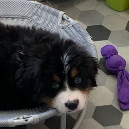 Bernese Mountain Dog and Scottish Terrier Puppies from Defiant