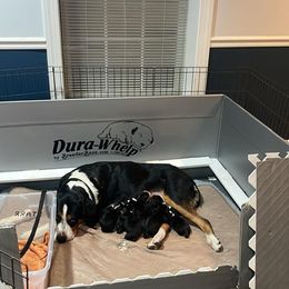 Boy 4 - Black, white and red Greater Swiss Mountain Dog puppy in Knoxville, Maryland from Dahlgren Swissys