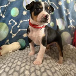 Obsidian (Obi) - Black white and tan male Rat Terrier puppy in Molalla, Oregon from The Puppy Patch Rat Terriers