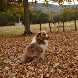 Cactus - Miniature Australian Shepherd