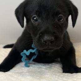 Aqua Collar Black Female - Black male Labrador Retriever puppy in Gainesville, Georgia from Rucker Retrievers