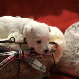 West Highland White Terrier Puppies from CC Leslie’s Westie’s