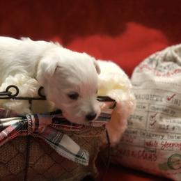 West Highland White Terrier Puppies from CC Leslie’s Westie’s