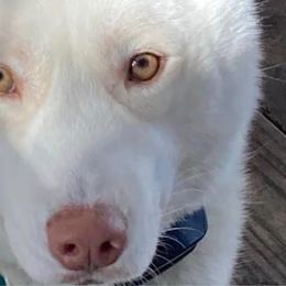 Odin - Siberian Husky