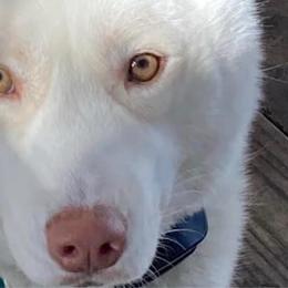 Odin - Siberian Husky