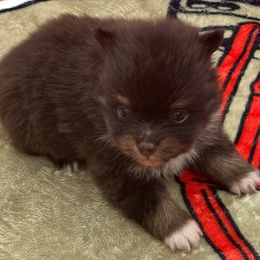 Lance - Chocolate male Pomeranian puppy in Kansas City, Missouri from S&K Pomeranians