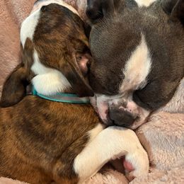 Boston Terrier Puppies from I Love Pups