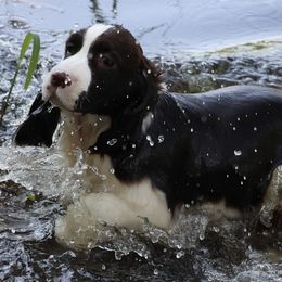 English Springer Spaniels and Flat-Coated Retrievers from Rustic Sporting Dogs