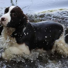 English Springer Spaniels and Flat-Coated Retrievers from Rustic Sporting Dogs