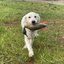 Golden Retriever All Grown Up from Amberidge Golden Retrievers