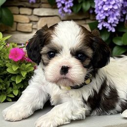 Londyn - Gold and white female Cavatzu puppy in Oklahoma from Rocky Oak Cavaliers & Biewer Terriers LLC