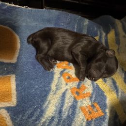 Cocoa - Liver female Miniature Schnauzer puppy in Pearland, Texas from K & S Schnauzers