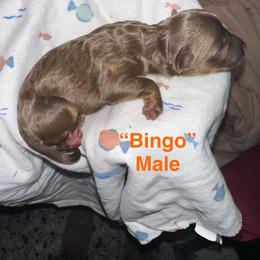 Bingo - Chocolate male Yorkipoo puppy in Lakeland, Florida from Doodles & Danes