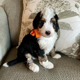 Sally Orange Girl - Tri-color female Bernedoodle puppy in The Woodlands, Texas from Gracie's Goldendoodles and Bernedoodles