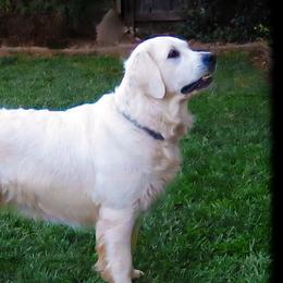 Maggie  - Golden Retriever