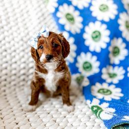 Nami - Red  female Goldendoodle puppy in Springville, Utah from Happy Doodle