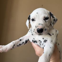 Male 2 - White and black male Dalmatian puppy in Lake Mathews, California from Bully Market