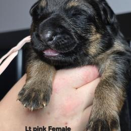 Lt. Pink - Black and tan female German Shepherd puppy in Tony, Wisconsin from Muddy Acres German Shepherds