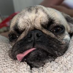 Pugs from E&Z Pugs