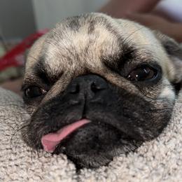 Pugs from E&Z Pugs