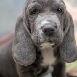 Colette - Blue and white female Basset Hound puppy in Knoxville, Tennessee from Well Hounded Bassets
