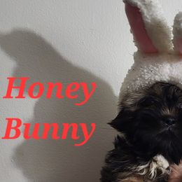 Teddy - Black gold and silver Shih Tzu puppy in Newport, Arkansas from Gina's Lil Zues and Yorkies Kennel