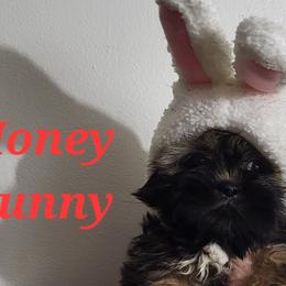 Teddy - Black gold and silver Shih Tzu puppy in Newport, Arkansas from Gina's Lil Zues and Yorkies Kennel