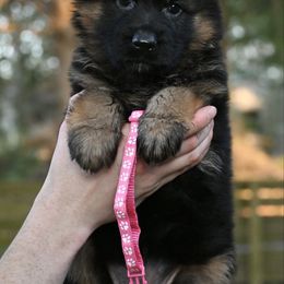 Heidi - Black and red female German Shepherd puppy in Nacogdoches, Texas from Vom Hausgladfel