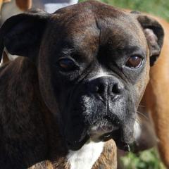 Boston Terriers and Boxers from Crystal's Puppies