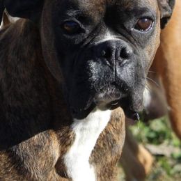 Boston Terriers and Boxers from Crystal's Puppies