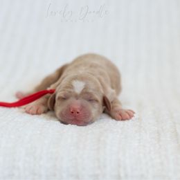 Red Collar Boy - Caramel male Australian Labradoodle puppy in Thousand Oaks, California from Lovely Doodle Lane