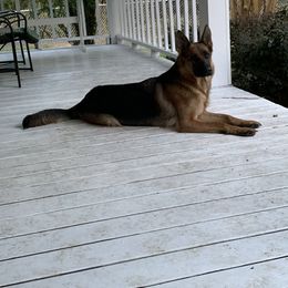 German Shepherd All Grown Up from Angel Oak German Shepherds