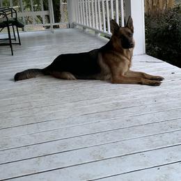 German Shepherd All Grown Up from Angel Oak German Shepherds