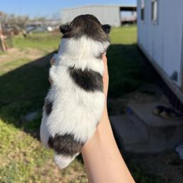 Nala - Brindle female Pomeranian puppy in Nashville, Arkansas from Cuddles n Curls