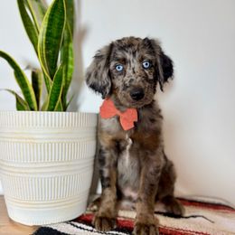 Dragonfly - Blue merle male Aussiedoodle puppy in Taylors, South Carolina from Aspen Mountain Doodles LLC
