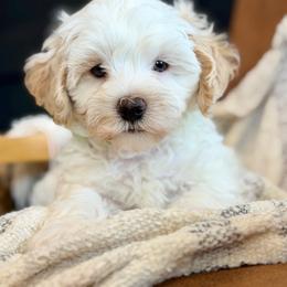 Lime Green Collared Male - White male Maltipoo puppy in Marshallville, Ohio from Grassy Meadow Pups